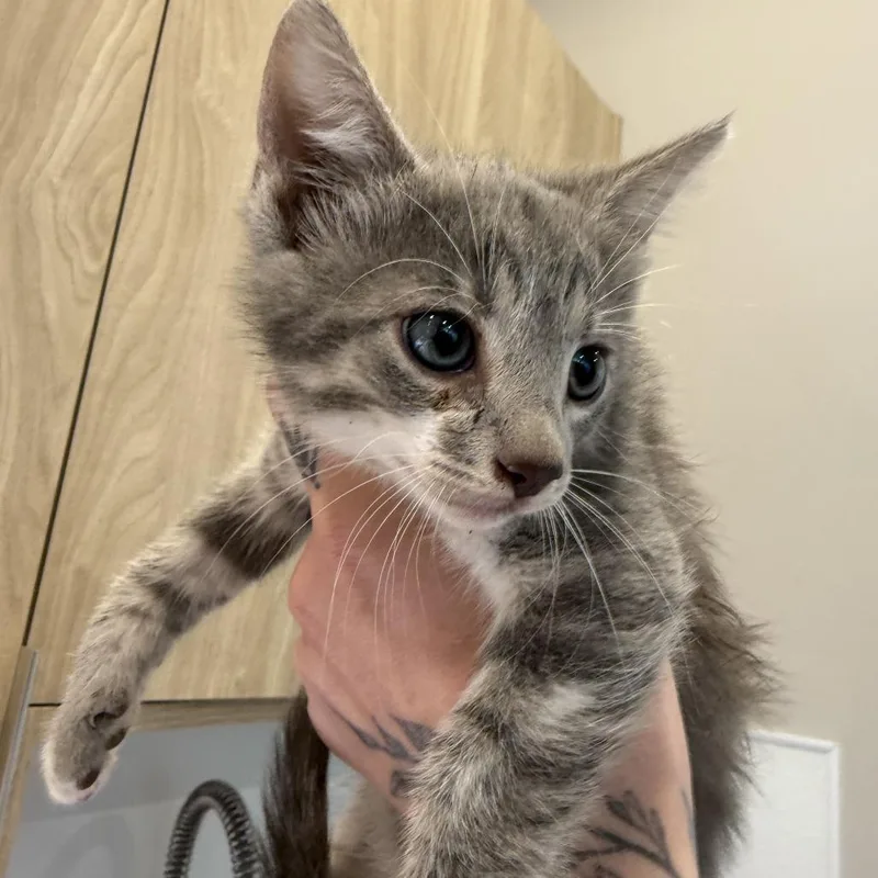 A baby small-sized male Domestic Medium Hair cat named Noosa for adoption in Louisville, KY