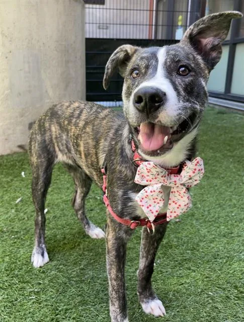A young medium-sized female Pit Bull Terrier dog named Gemini for adoption in San Francisco, CA