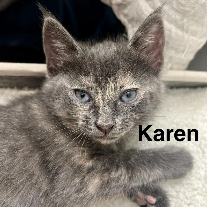 A baby small-sized female Calico Dilute Calico cat named Karen for adoption in Queen Creek, AZ