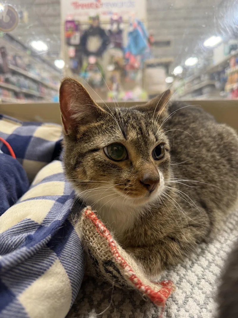 A young medium-sized female Tabby (Brown / Chocolate) Domestic Short Hair cat named Penny for adoption in Barrington Hills, IL