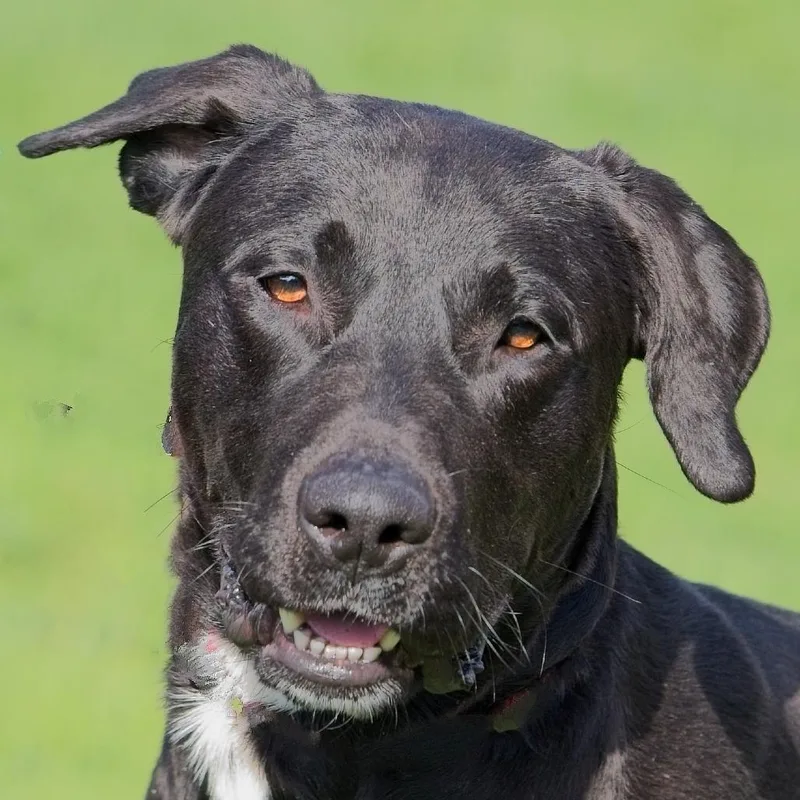 A young large-sized male Black Black Labrador Retriever dog named Moon for adoption in South Elgin, IL