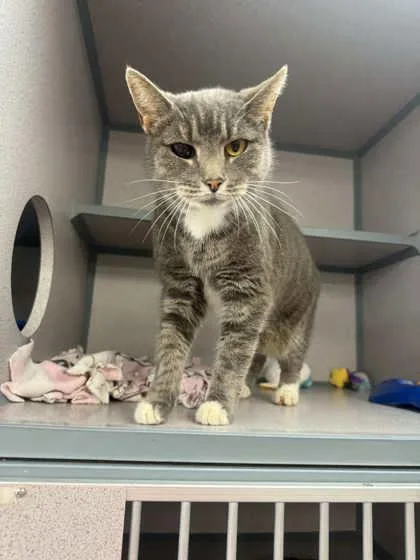 An adult small-sized female Domestic Short Hair cat named Mossy for adoption in Bowling Green, KY