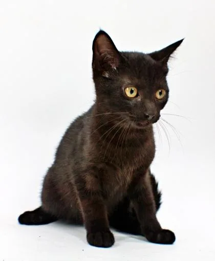 A baby small-sized male Domestic Short Hair cat named Albert for adoption in Morton Grove, IL