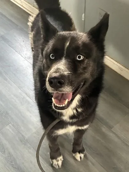 An adult medium-sized male Siberian Husky dog named Harald for adoption in West Memphis, AR