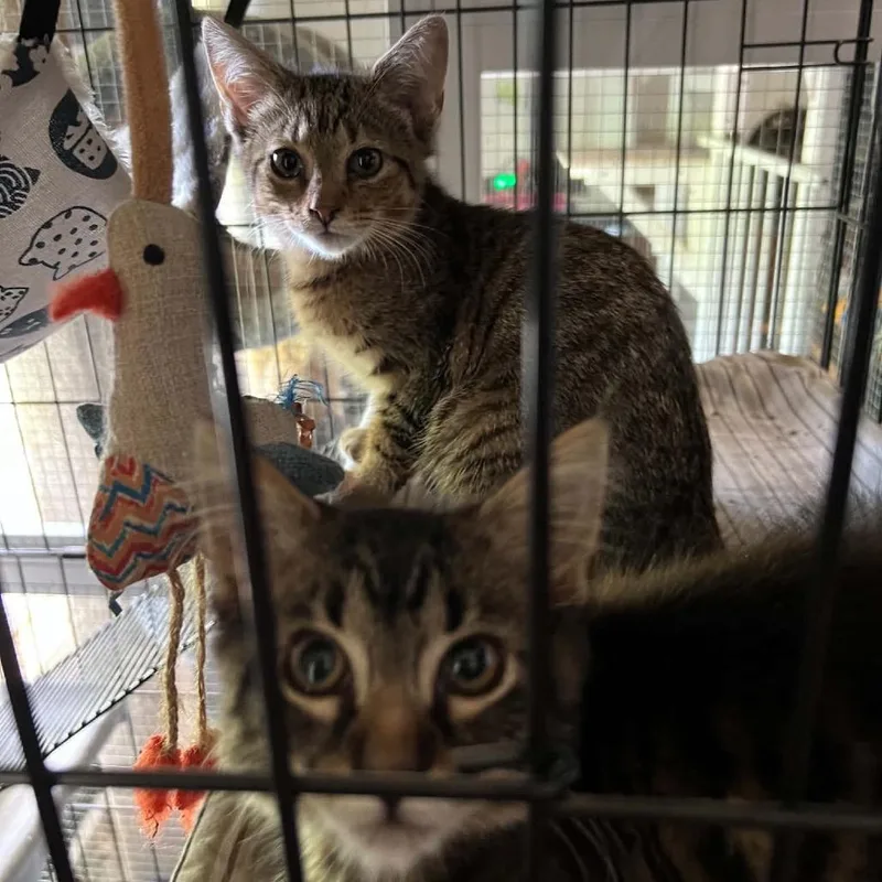 A baby small-sized female Gray / Blue / Silver Domestic Short Hair cat named Tide for adoption in Normal, IL