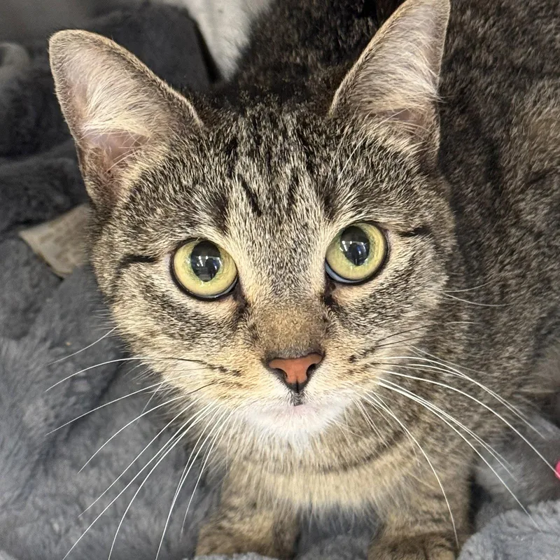 An adult medium-sized female Domestic Short Hair cat named Tigress for adoption in Winchendon, MA