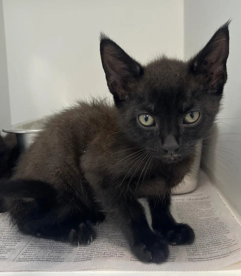 A baby small-sized male Black Domestic Short Hair cat named 26-181 for adoption in Tarboro, NC