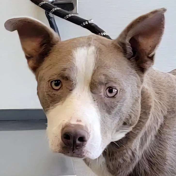 An adult medium-sized female White / Cream Mixed Breed dog named 108864 for adoption in Las Cruces, NM
