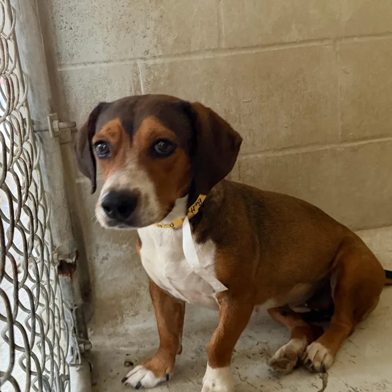 An adult medium-sized female Brown / Chocolate Beagle dog named Betty for adoption in Laredo, TX