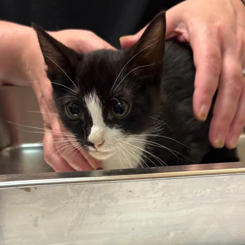 A baby small-sized male Black Domestic Short Hair cat named Chia for adoption in Birmingham, AL