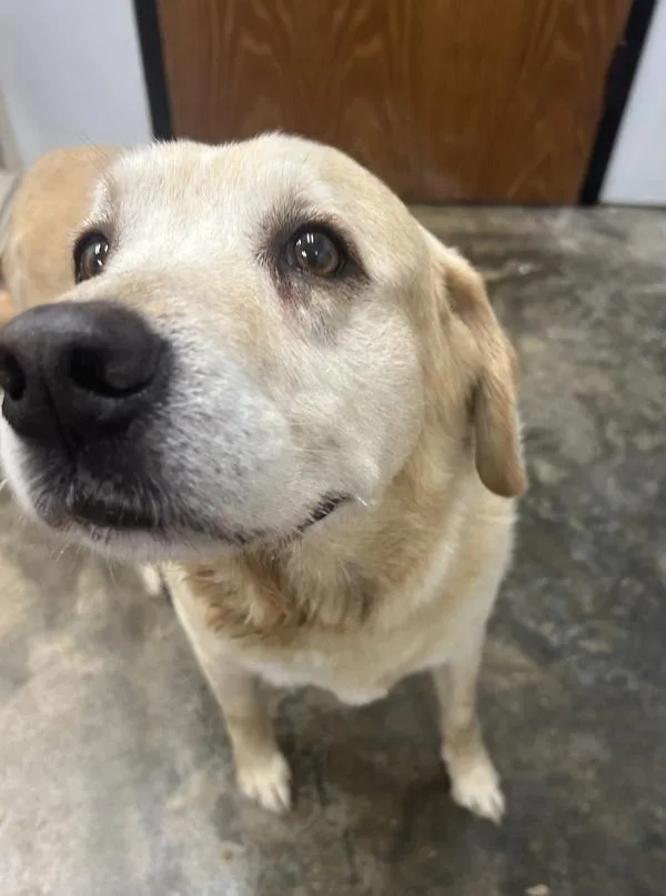 A senior large-sized male Labrador Retriever dog named Charlie for adoption in Osage Beach, MO