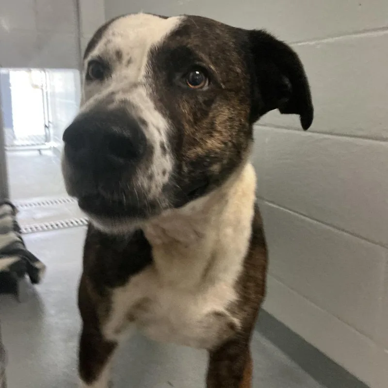 An adult large-sized male White / Cream Mixed Breed dog named Big Chungus for adoption in Spruce Pine, NC