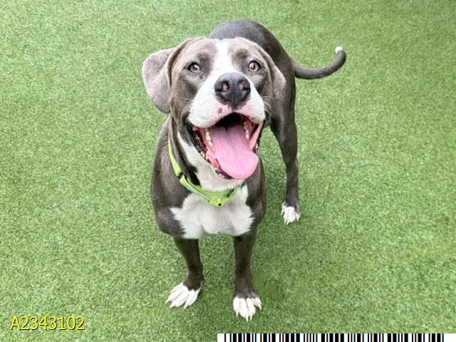 An adult large-sized female Mixed Breed dog named Amelia for adoption in West Palm Beach, FL