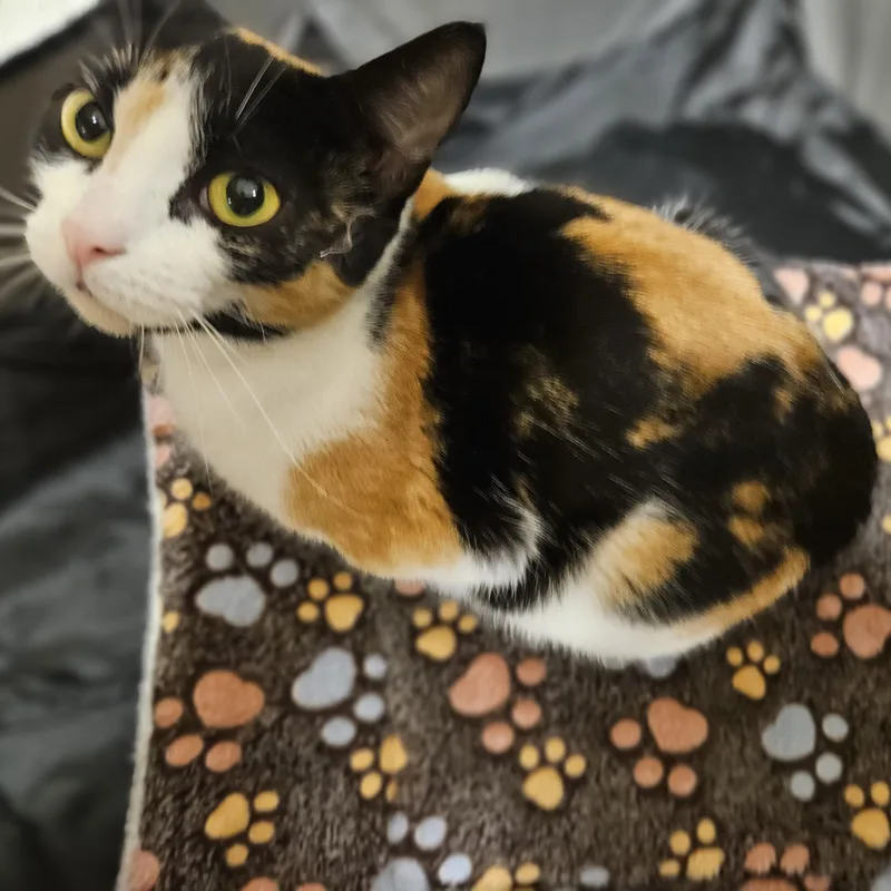 An adult medium-sized female Calico cat named Peanut for adoption in Richmond, VA