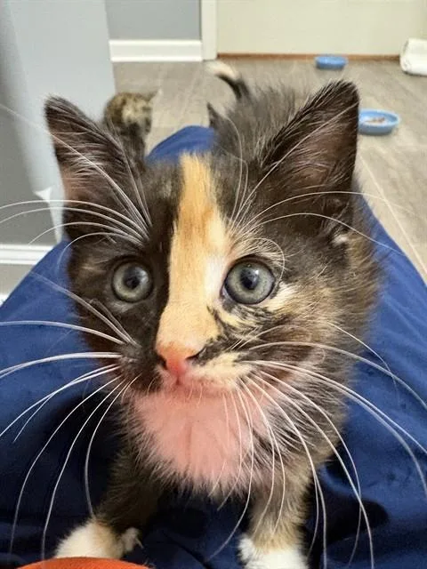 A baby small-sized female Domestic Short Hair cat named Speckle for adoption in Omaha, NE