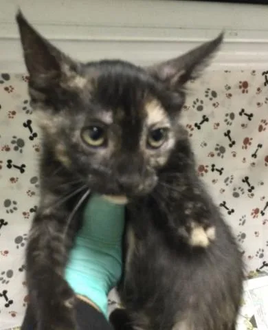 A baby small-sized female Domestic Short Hair cat named Lisa for adoption in Riverside, CA