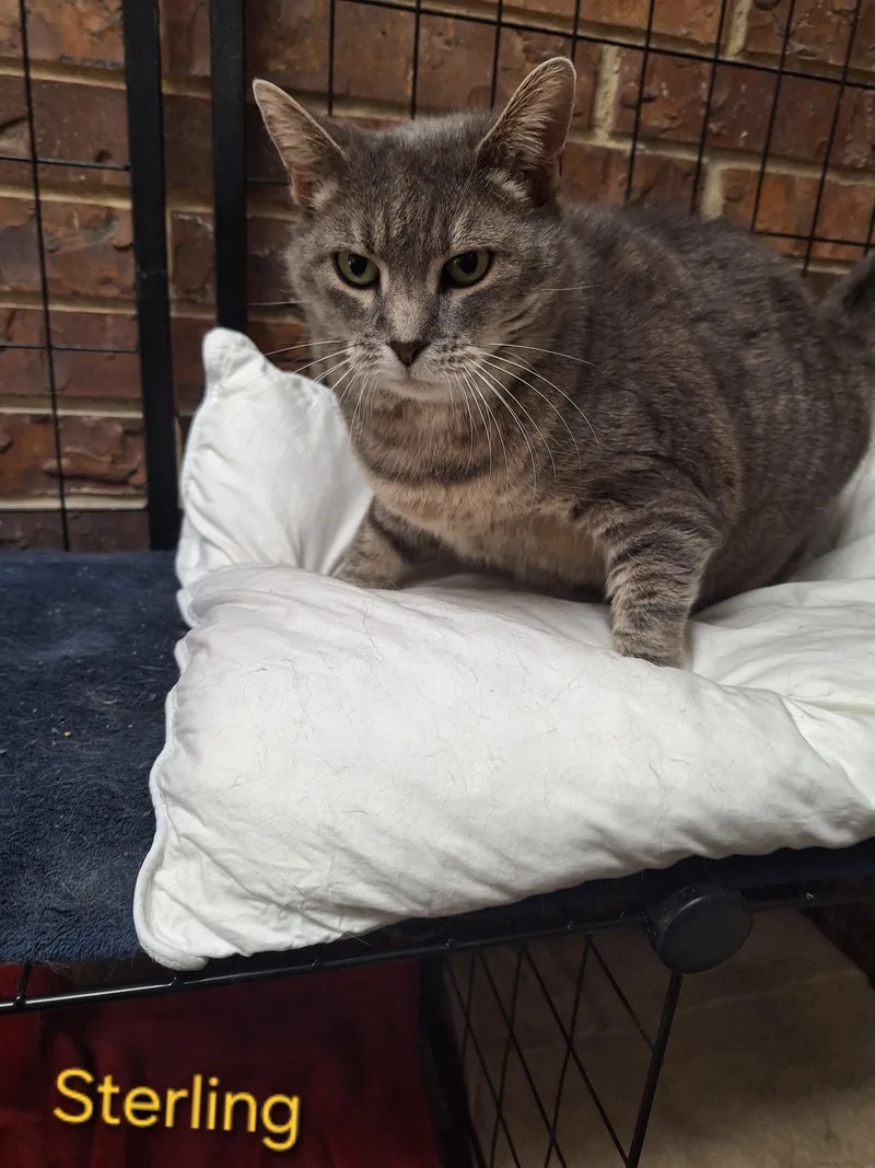 Sterling thumbnail 2