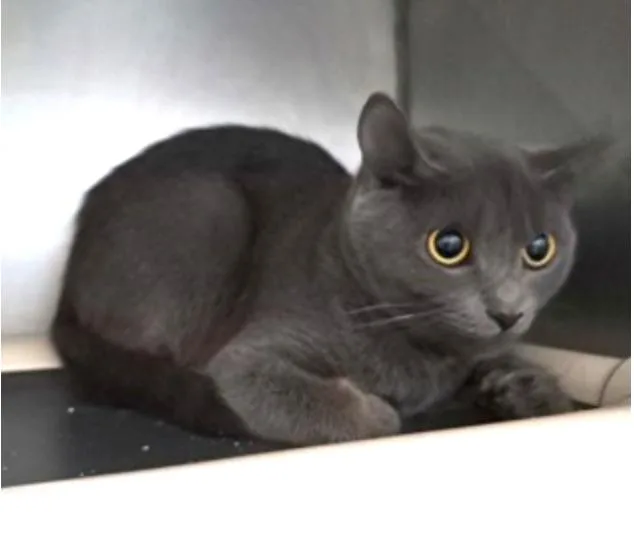 A baby small-sized female Gray / Blue / Silver Domestic Short Hair cat named Zinfandel for adoption in Marshall, NC