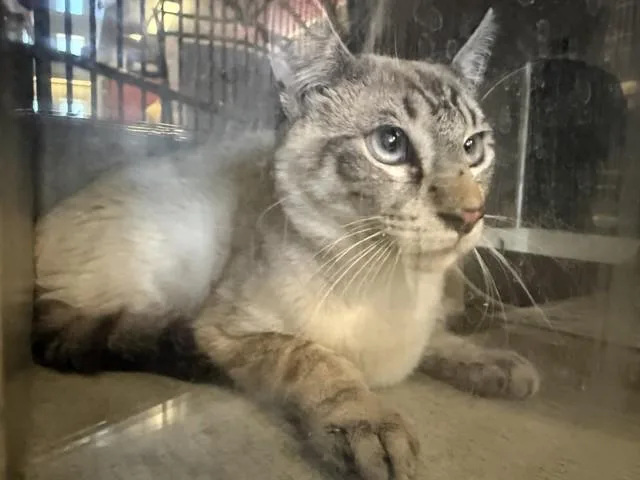 A young medium-sized male Domestic Short Hair cat named Otto for adoption in Lancaster, CA