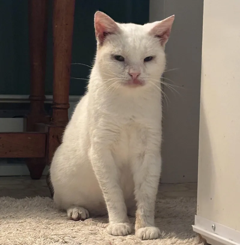 An adult small-sized female White Domestic Short Hair cat named Snowball for adoption in Harrisburg, PA