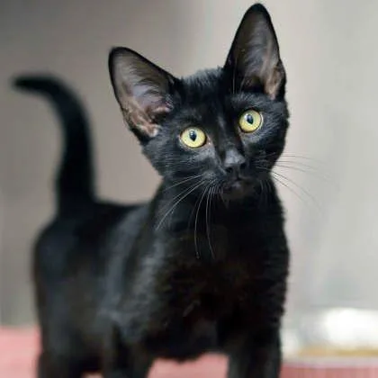 A baby small-sized female Black Domestic Short Hair cat named Sorento for adoption in Atlanta, GA