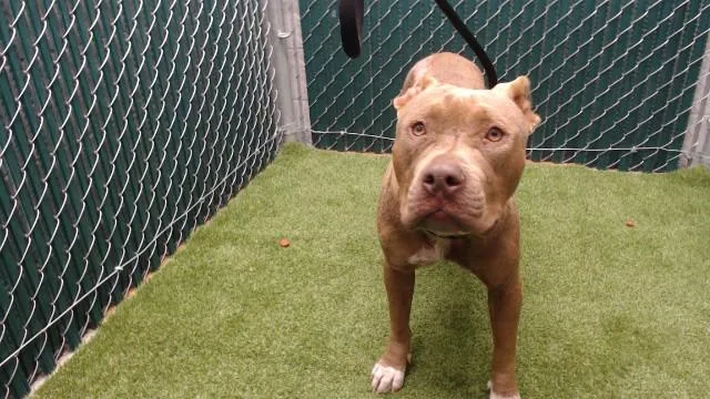 An adult medium-sized female Pit Bull Terrier dog named Bunny for adoption in Downey, CA