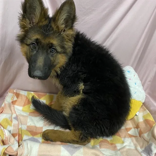 A baby small-sized male German Shepherd Dog dog named A for adoption in Modesto, CA