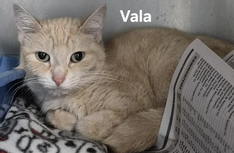Vala