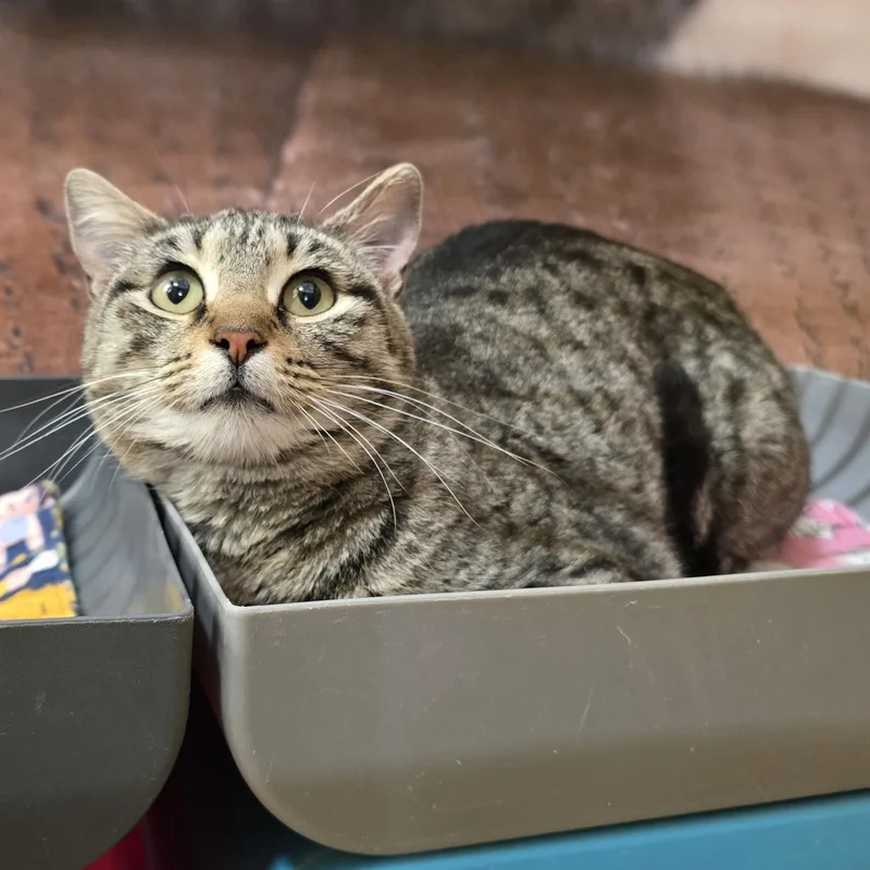 A young medium-sized female Brown / Chocolate Tabby cat named Willow for adoption in Warr Acres, OK