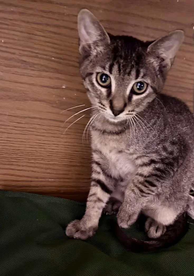 A baby medium-sized male Tabby (Brown / Chocolate) Domestic Short Hair cat named Murphy Lee for adoption in Greensboro, NC