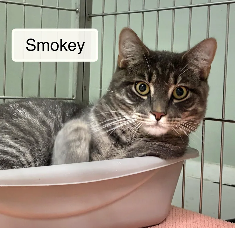 A young medium-sized male Tabby (Gray / Blue / Silver) Domestic Short Hair cat named Smokey for adoption in Ellicott City, MD