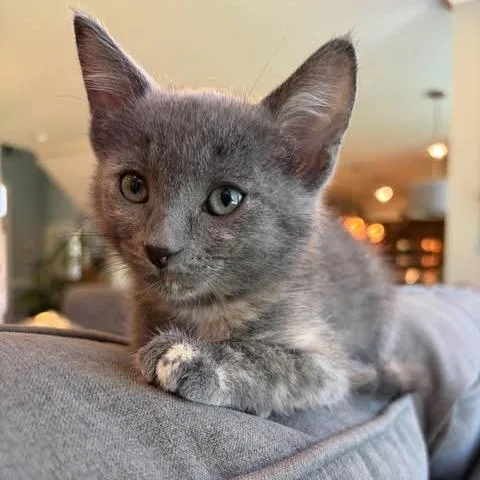 A baby small-sized female Gray / Blue / Silver Domestic Short Hair cat named Doralee for adoption in Fairway, KS
