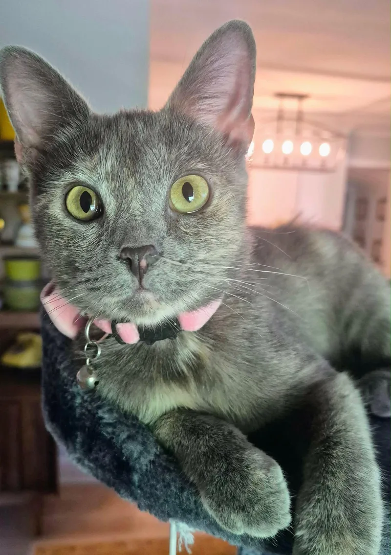 Piper