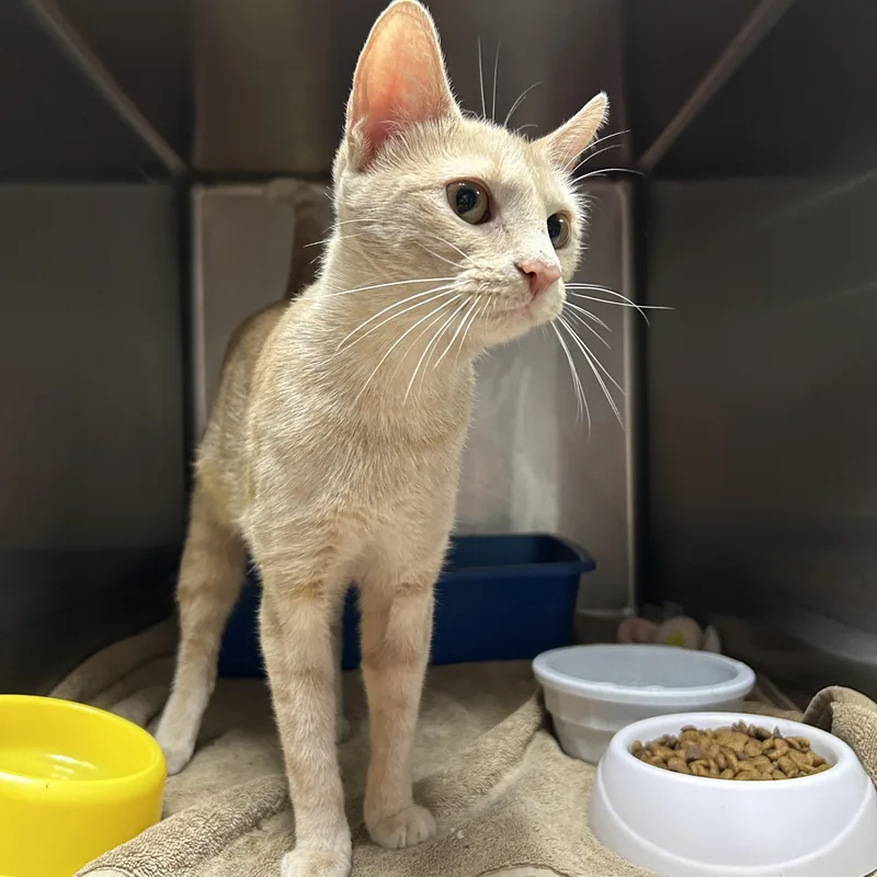 An adult medium-sized female Buff / Tan / Fawn Domestic Short Hair cat named Pudding for adoption in La Grange Park, IL