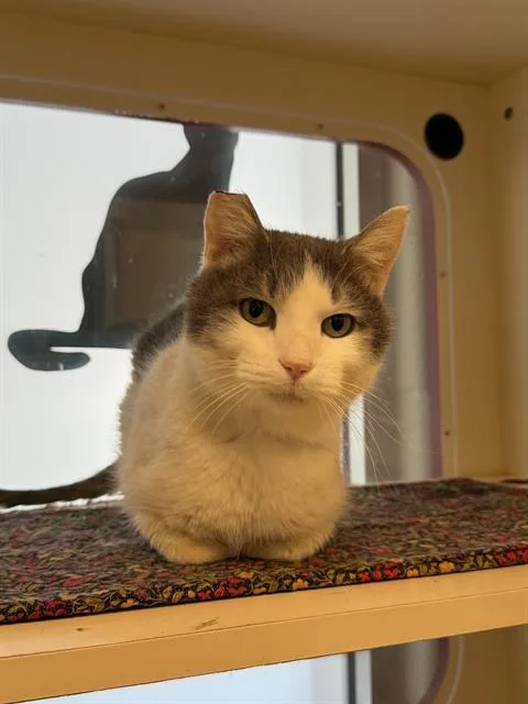 An adult large-sized male Domestic Short Hair cat named G.i. Joe for adoption in Louisville, KY