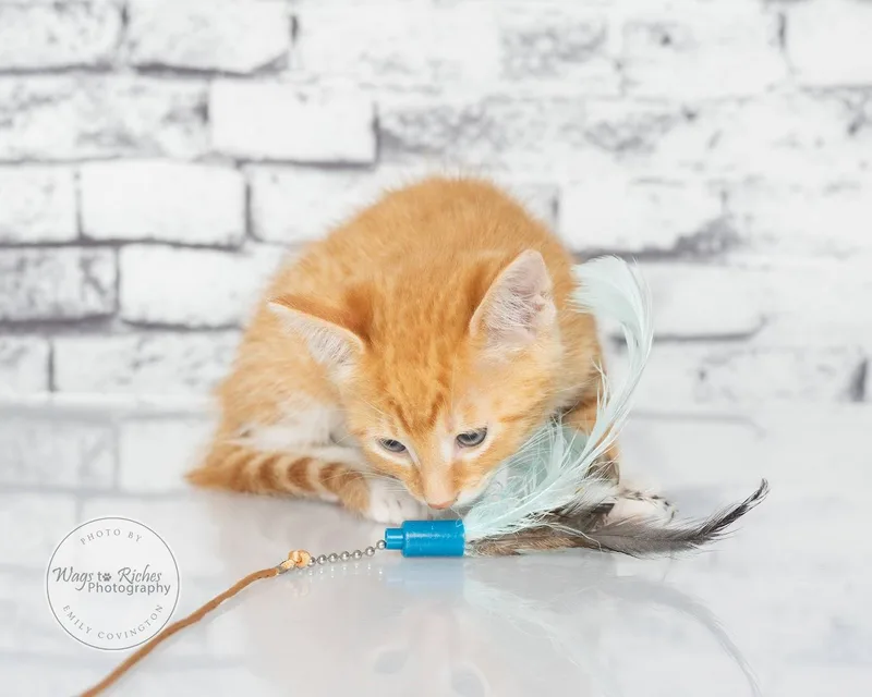 A baby medium-sized male Orange & White Domestic Short Hair cat named Archie for adoption in Tuscaloosa, AL