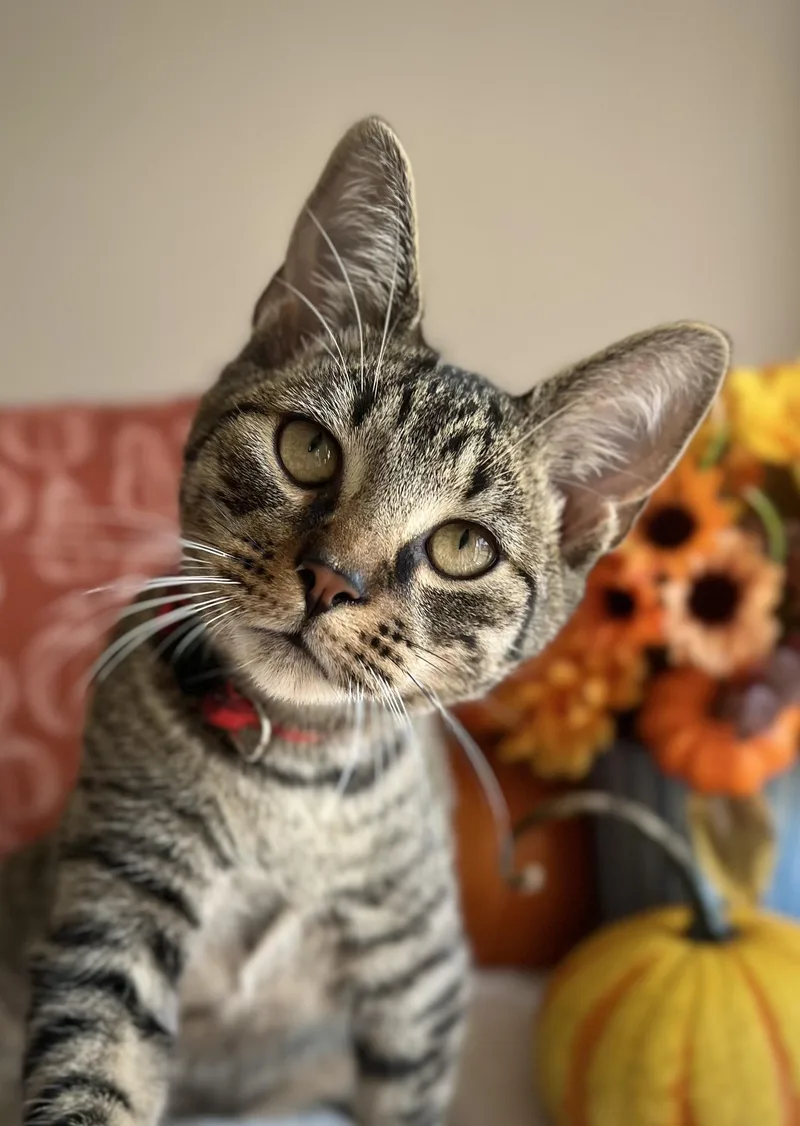 A young medium-sized male Domestic Short Hair cat named Shinx for adoption in Manchester, MD