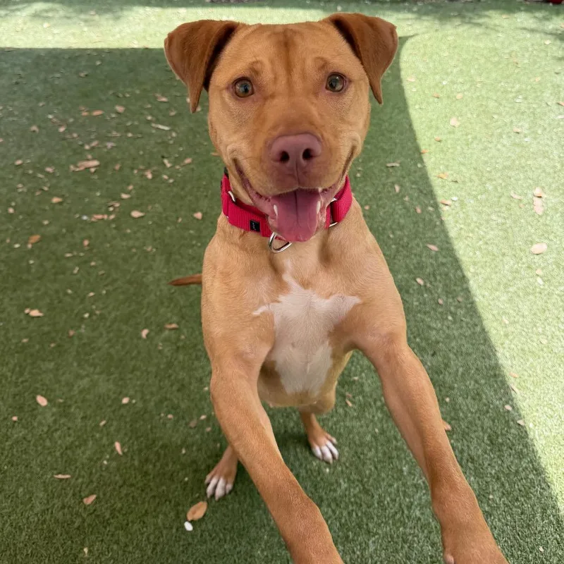 An adult medium-sized female Yellow / Tan / Blond / Fawn Mixed Breed dog named Baby for adoption in Titusville, FL