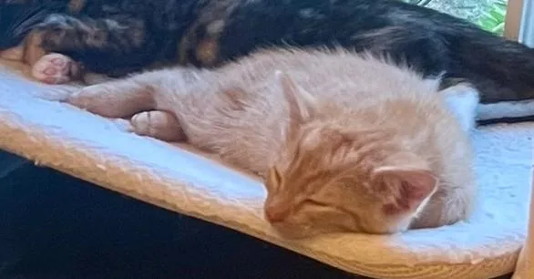 A baby small-sized male Domestic Short Hair cat named Clark for adoption in Henrico, VA