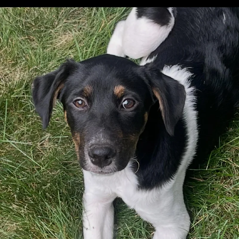 A baby small-sized female Black Labrador Retriever dog named Jolene for adoption in Rockville, MD