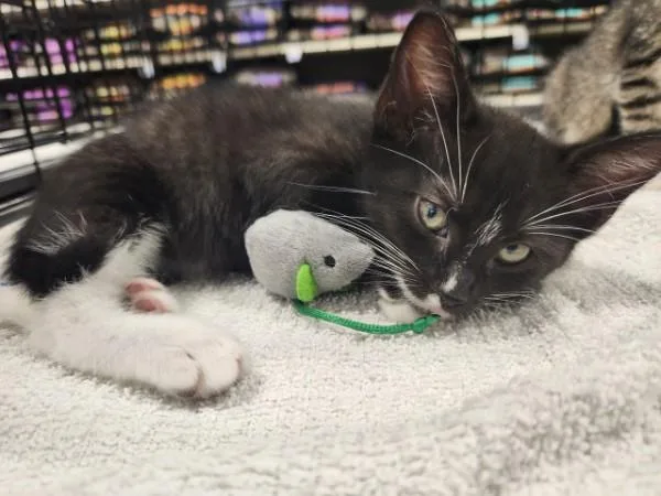 A baby medium-sized male Black & White / Tuxedo Domestic Short Hair cat named Whiskers for adoption in Berkeley Heights, NJ