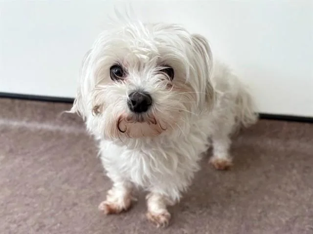 An adult small-sized female Maltese dog named Journee for adoption in Saint Louis, MO