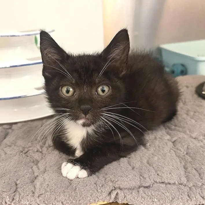 A baby small-sized male Domestic Short Hair cat named Ohm for adoption in Los Angeles, CA