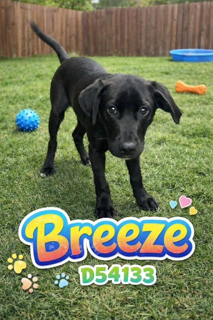 A baby medium-sized male Mixed Breed dog named Breeze for adoption in Clarksville, TN
