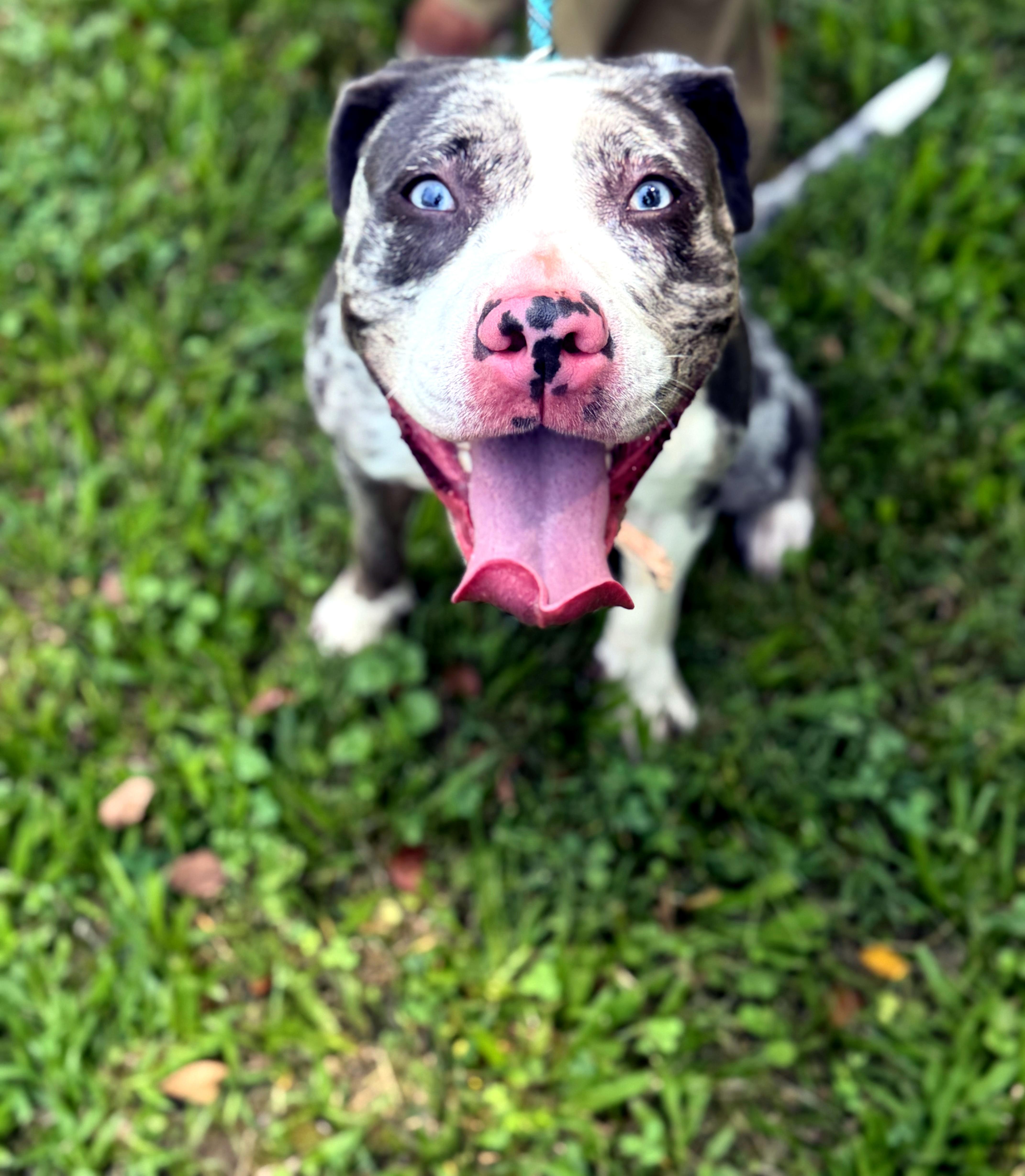 A young medium-sized female Catahoula Leopard Dog dog named Luna for adoption in Petersburg, VA