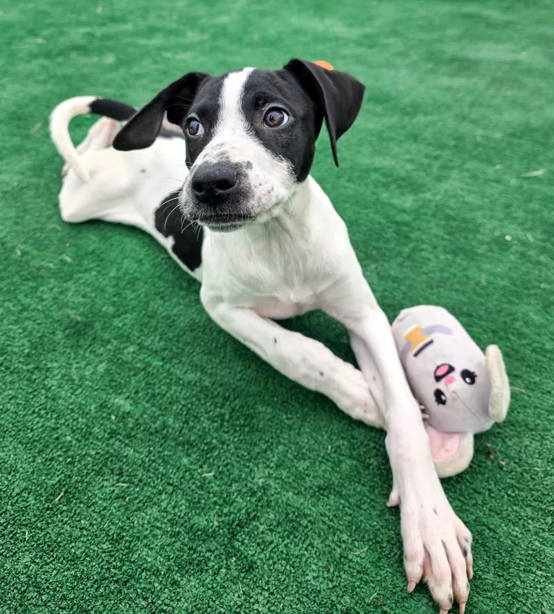 A baby large-sized female White / Cream Great Dane dog named Daisy for adoption in Gainesville, TX