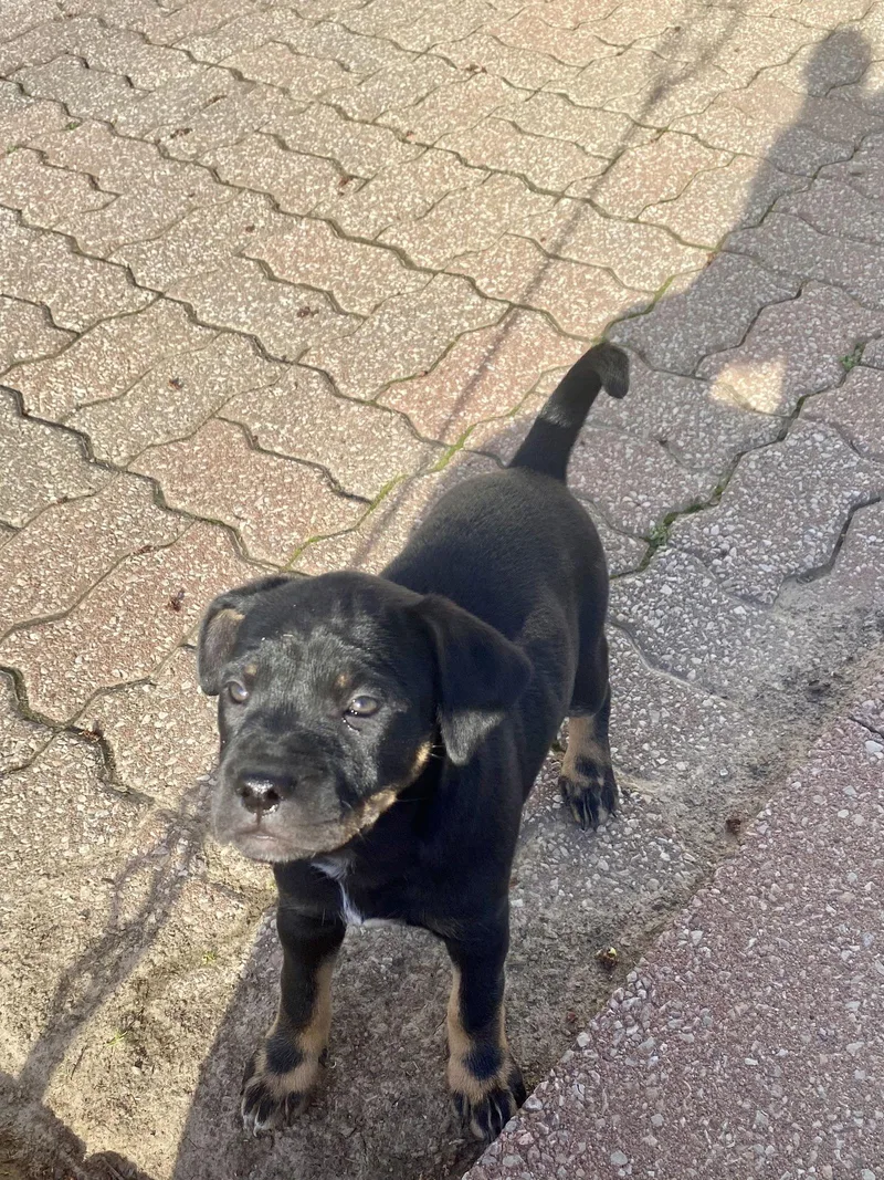 Morticia thumbnail 2