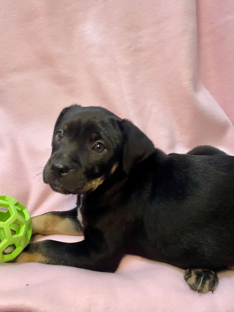 Morticia thumbnail 3