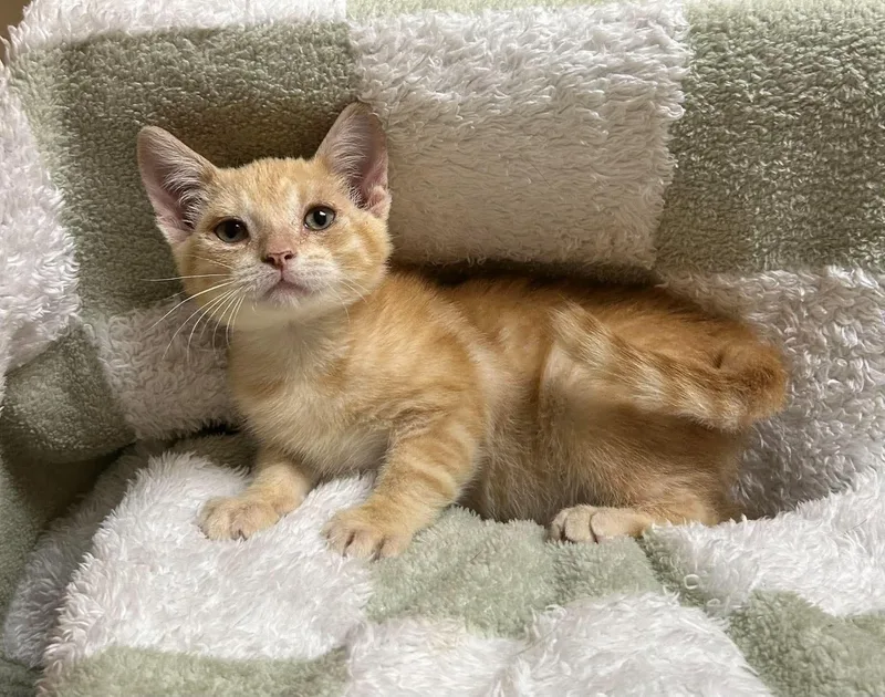 A baby medium-sized male Domestic Short Hair cat named David for adoption in Maryville, MO