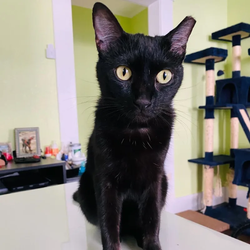 A young small-sized male Black Domestic Short Hair cat named Pate for adoption in Waco, TX